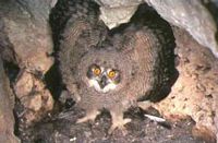 Hibou grand-duc. Dérangé. Cliquer pour agrandir l'image.