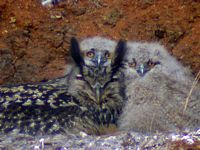 Hibou grand-duc. Au nid. Cliquer pour agrandir l'image.