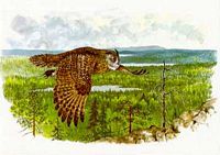 Hibou grand-duc. Peinture. Cliquer pour agrandir l'image.