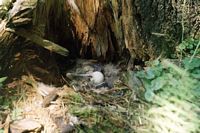 Hibou grand-duc. Oeuf. Cliquer pour agrandir l'image.
