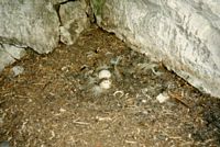 Hibou grand-duc. Site de nidification. Cliquer pour agrandir l'image.
