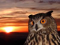 Hibou grand-duc. Cliquer pour agrandir l'image.