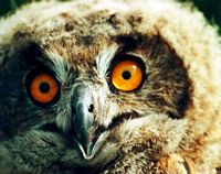 Hibou grand-duc. Juvénile. Cliquer pour agrandir l'image.