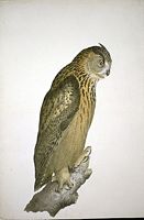 Hibou grand-duc. Aquarelle. Cliquer pour agrandir l'image.