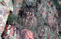 Hibou grand-duc. Cliquer pour agrandir l'image.