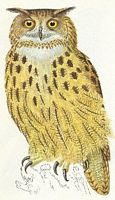 Hibou grand-duc. Dessin femelle. Cliquer pour agrandir l'image.