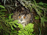 Hibou grand-duc. Cliquer pour agrandir l'image.