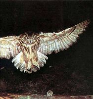 Hibou grand-duc. En vol. Cliquer pour agrandir l'image.