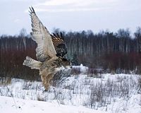 Hibou grand-duc. Cliquer pour agrandir l'image.