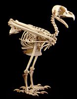 Hibou grand-duc. Squelette. Cliquer pour agrandir l'image.