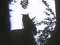 Hibou grand-duc. Silhouette. Cliquer pour agrandir l'image.