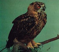 Hibou grand-duc. Cliquer pour agrandir l'image.
