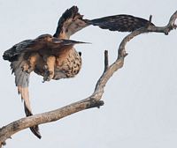 Hibou grand-duc. Cliquer pour agrandir l'image.