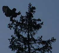 Hibou grand-duc. Cliquer pour agrandir l'image.