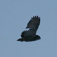 Hibou grand-duc. Vol. Cliquer pour agrandir l'image.