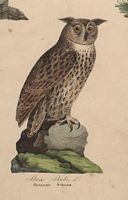 Hibou grand-duc. Planche d'identification. Cliquer pour agrandir l'image.