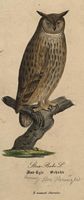 Hibou grand-duc. Planche d'identification. Cliquer pour agrandir l'image.