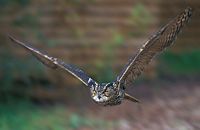 Hibou grand-duc. Vol. Cliquer pour agrandir l'image.