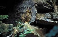 Hibou grand-duc. Cliquer pour agrandir l'image.