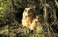 Hibou grand-duc. Juvéniles. Cliquer pour agrandir l'image.