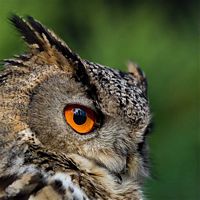 Hibou grand-duc. Tête. Cliquer pour agrandir l'image.