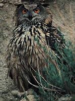 Hibou grand-duc. Cliquer pour agrandir l'image.