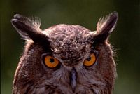 Hibou grand-duc. Cliquer pour agrandir l'image.