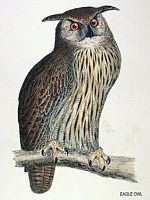 Hibou grand-duc. Dessin. Cliquer pour agrandir l'image.