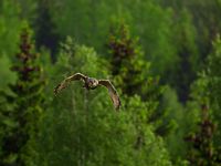 Hibou grand-duc. En vol. Cliquer pour agrandir l'image.