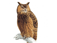 Hibou grand-duc. Dessin. Cliquer pour agrandir l'image.