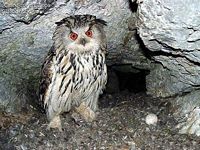 Hibou grand-duc. Cliquer pour agrandir l'image.