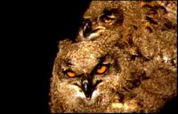Hibou grand-duc. Cliquer pour agrandir l'image.
