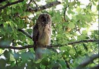 Hibou moyen-duc. Cliquer pour agrandir l'image.