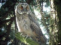 Hibou moyen-duc. Cliquer pour agrandir l'image.