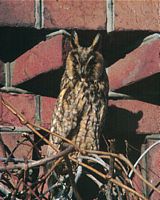 Hibou moyen-duc. Cliquer pour agrandir l'image.