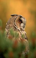 Hibou moyen-duc. Cliquer pour agrandir l'image.