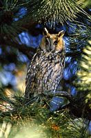 Hibou moyen-duc. Cliquer pour agrandir l'image.