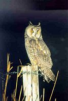 Hibou moyen-duc. Cliquer pour agrandir l'image.