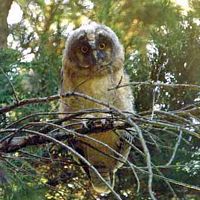 Hibou moyen-duc. Cliquer pour agrandir l'image.