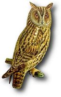 Hibou moyen-duc. Dessin. Cliquer pour agrandir l'image.