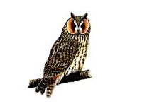 Hibou moyen-duc. Dessin. Cliquer pour agrandir l'image.