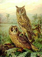 Hibou moyen-duc. Dessin d'identification. Cliquer pour agrandir l'image.