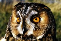 Hibou moyen-duc. Cliquer pour agrandir l'image.