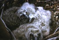 Hibou moyen-duc. Jeunes au nid. Cliquer pour agrandir l'image.