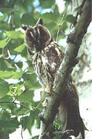 Hibou moyen-duc. Cliquer pour agrandir l'image.