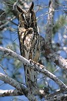 Hibou moyen-duc. Individu près du nid. Cliquer pour agrandir l'image.