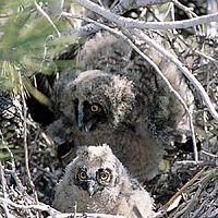 Hibou moyen-duc. Jeunes au nid. Cliquer pour agrandir l'image.