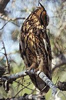 Hibou moyen-duc. Individu près du nid. Cliquer pour agrandir l'image.