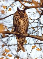 Hibou moyen-duc. Cliquer pour agrandir l'image.