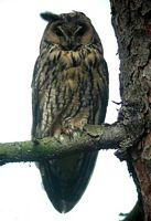 Hibou moyen-duc. Cliquer pour agrandir l'image.